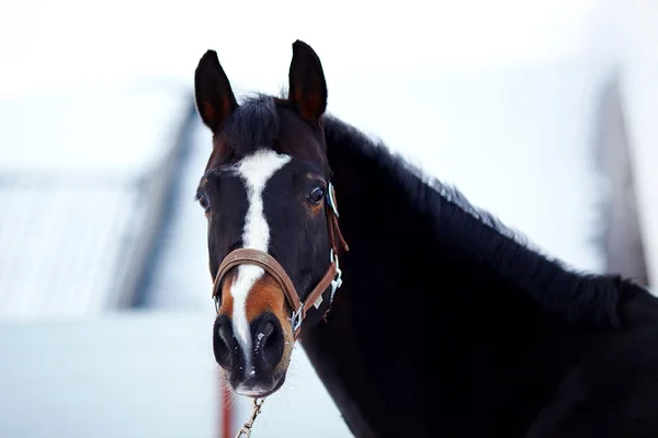 Retrato de um cavalo de esportes . — Fotografia de Stock