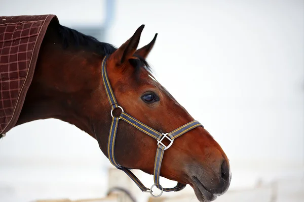 Porträtt av en brun häst. — Stockfoto