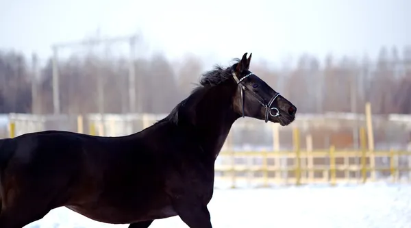 Sports stallion — Stock Photo, Image