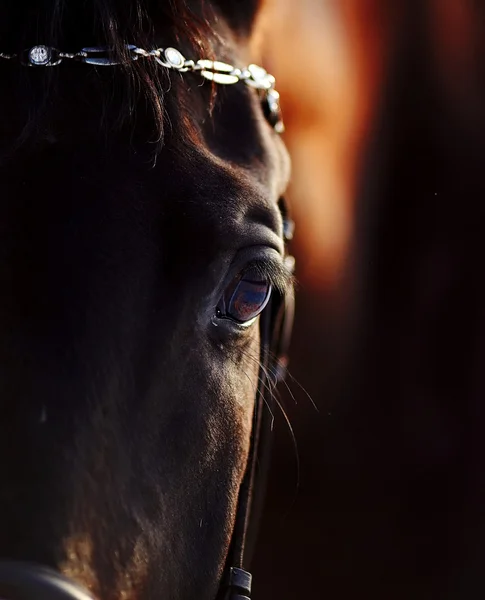 Eye of a horse. — Stock Photo, Image