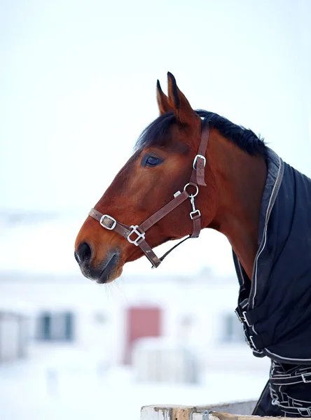 Portrait of a sports stallion in a body cloth. — Stock Photo, Image