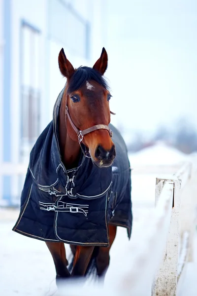 Sports stallion in a body cloth. — Stock Photo, Image