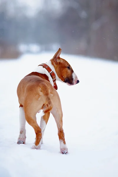 Bull terrier na caminhada — Fotografia de Stock