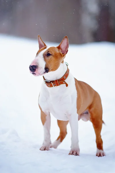 English red bull terrier — Stock Photo, Image