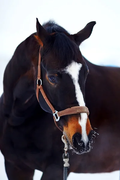 Ritratto di un cavallo. — Foto Stock