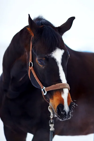 Retrato de un caballo. — Foto de Stock