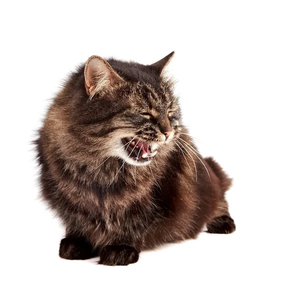 Fluffy hissing cat — Stock Photo, Image