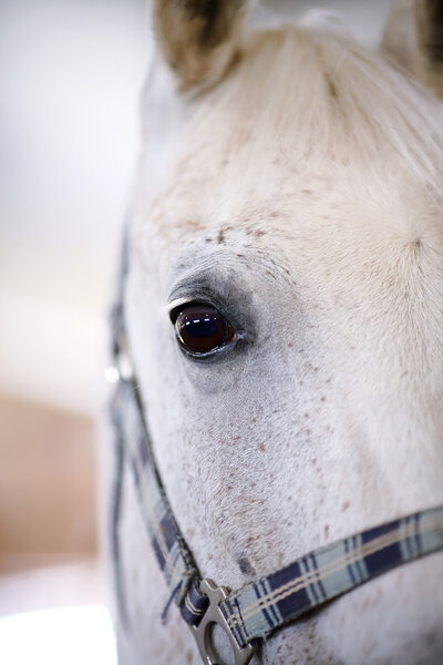 Eye of a white horse