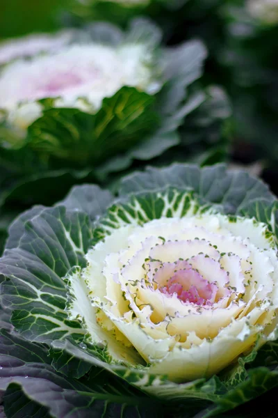Beautiful decorative cabbage. — Stock Photo, Image