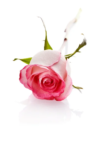 Pink rose. — Stock Photo, Image