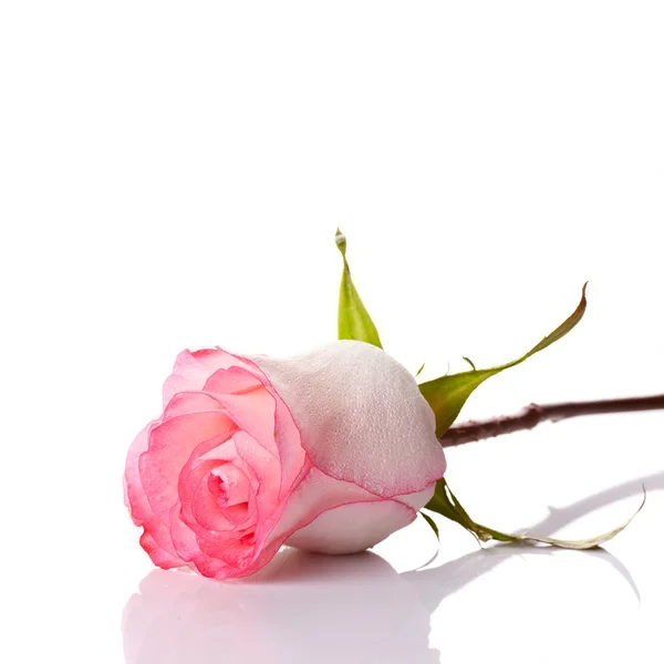 Rose. — Stock Photo, Image