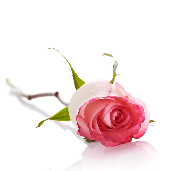 Pink rose. — Stock Photo, Image