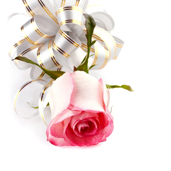 Rose as a gift. — Stock Photo, Image