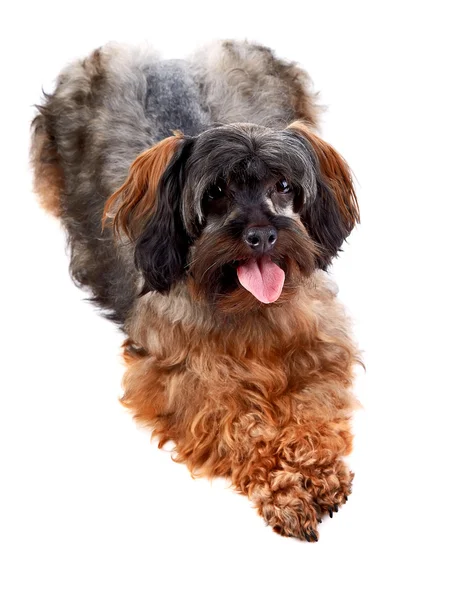 Small decorative doggie — Stock Photo, Image