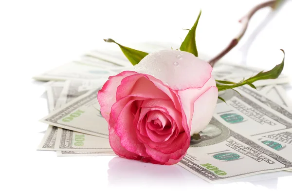 Pink rose flower and money — Stock Photo, Image