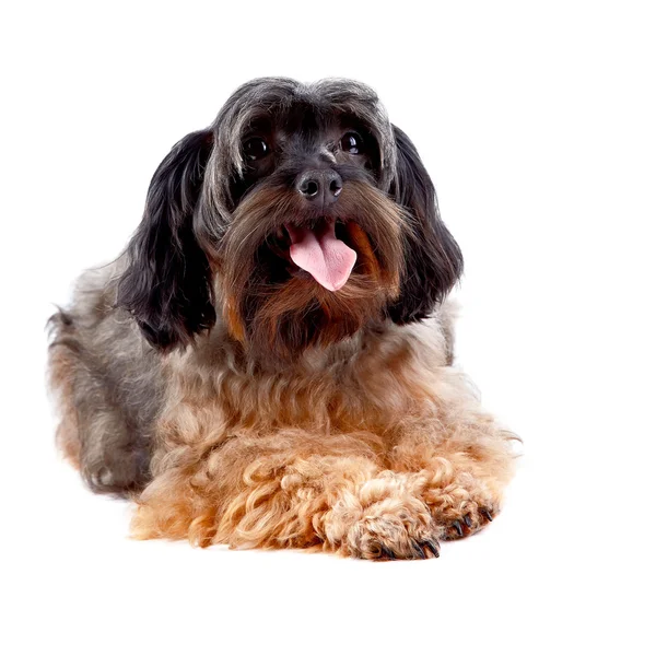 Shaggy decorative doggie — Stock Photo, Image