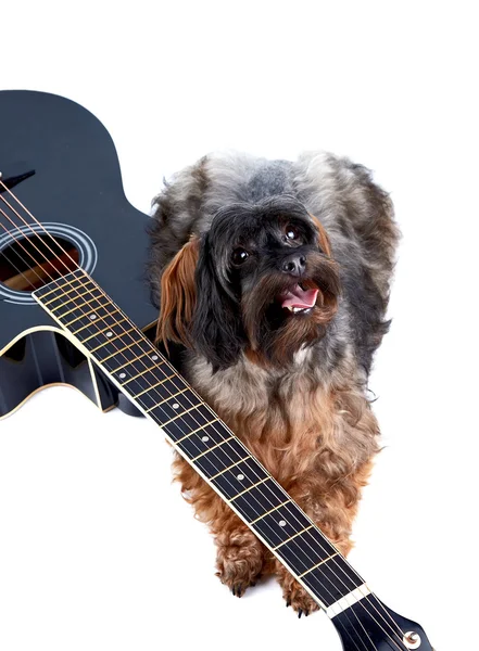 Decorative shaggy doggie and black guitar. — Stock Photo, Image