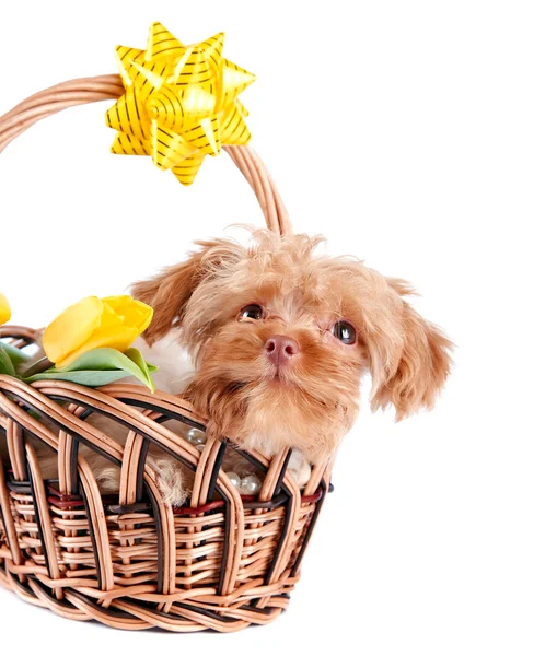 Doggie in a basket. — Stock Photo, Image