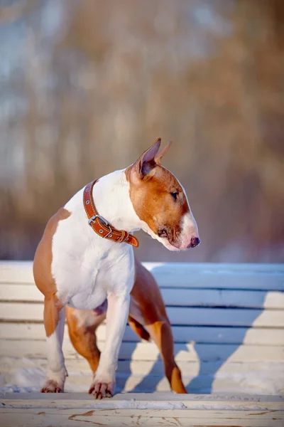 The red bull terrier on a white bench in park. — Stock Photo, Image