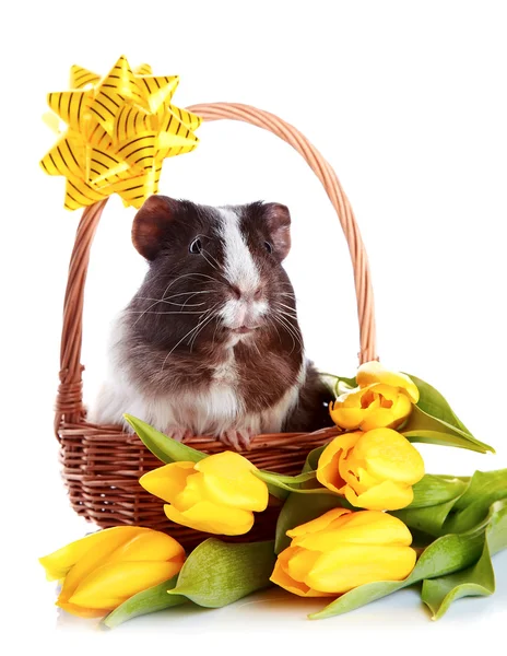 Guinea pig in a basket with a bow and flowers. — Stock Photo, Image
