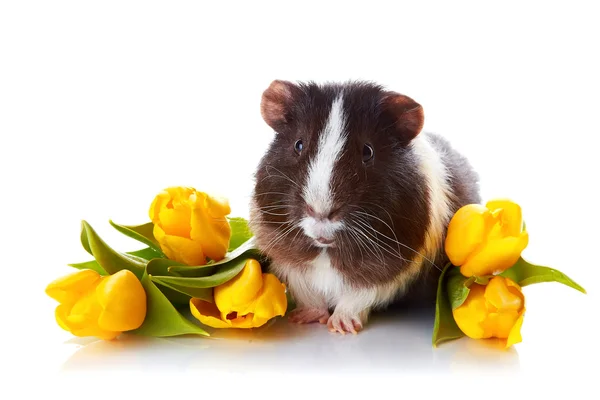 Guinea pig with yellow tulips. — Stock Photo, Image