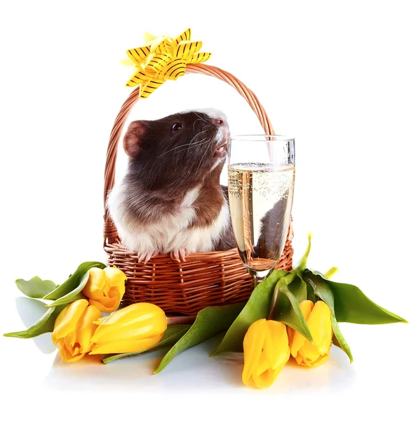 Guinea pig in a basket with a flowers and a champagne glass. — Stock Photo, Image