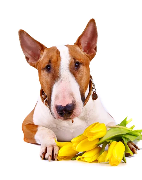 Portrait of a bull terrier with tulips. — Stock Photo, Image