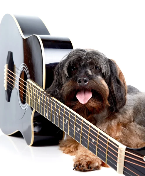 Doggie and guitar. — Stock Photo, Image