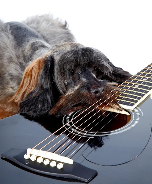 Üzgün köpek ve gitar. — Stok fotoğraf