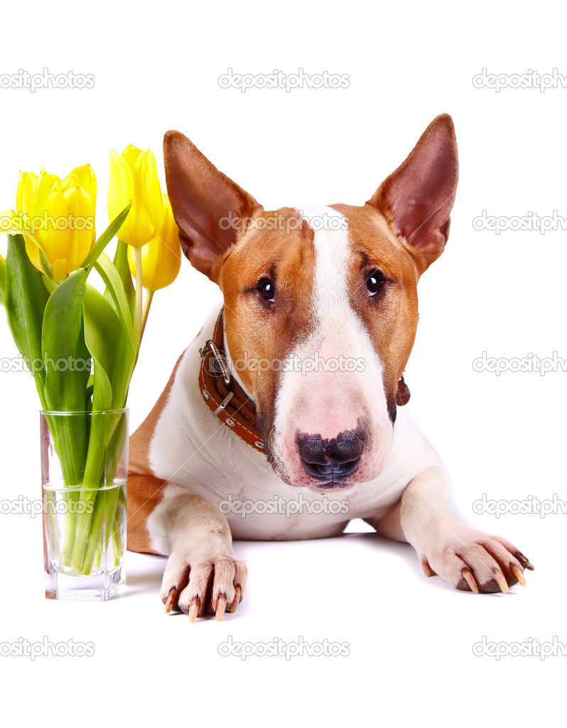 Portrait of a bull terrier with yellow tulips.