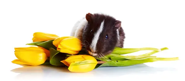 Guinea pig with tulips. — Stock Photo, Image
