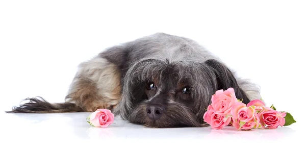 Dekorative kleine Hündchen Hochflor und Rosen. — Stockfoto