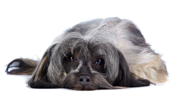 Decorative small shaggy doggie — Stock Photo, Image