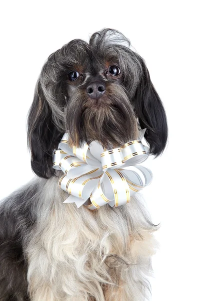 Retrato de um cãozinho decorativo com um arco. — Fotografia de Stock