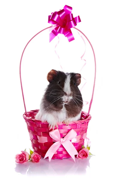 Guinea pig in a pink basket with a bow and flowers. — Stock Photo, Image