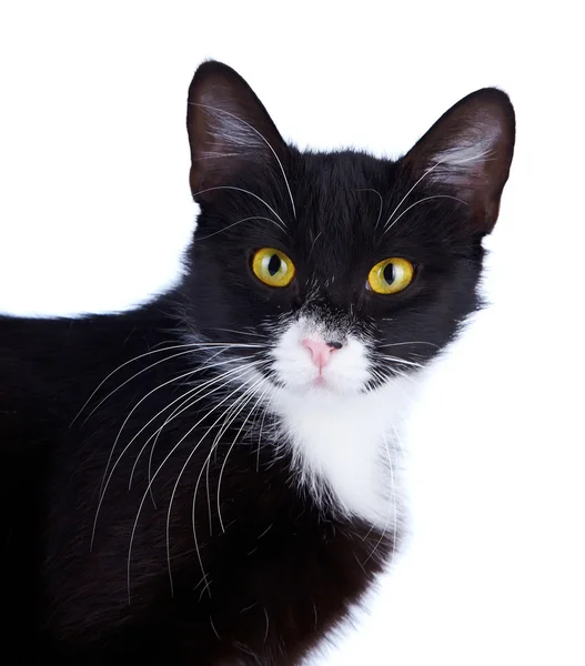 Retrato de um gato preto e branco com olhos amarelos. — Fotografia de Stock