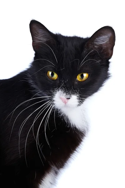 Portret czarnego kota z żółtymi oczami. — Zdjęcie stockowe