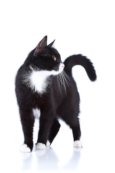 Black-and-white cat. — Stock Photo, Image