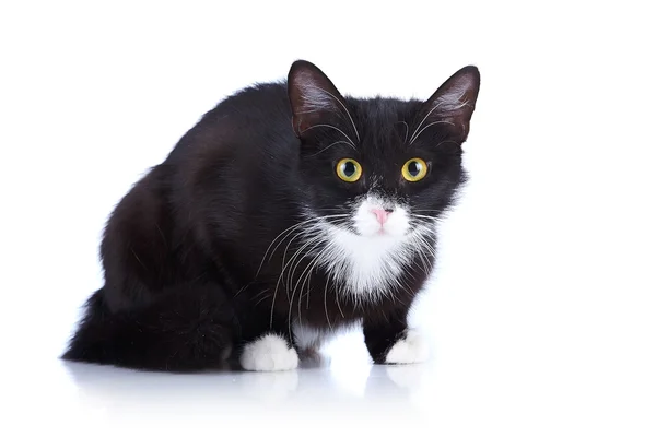 Black-and-white cat with yellow eyes. — Stock Photo, Image