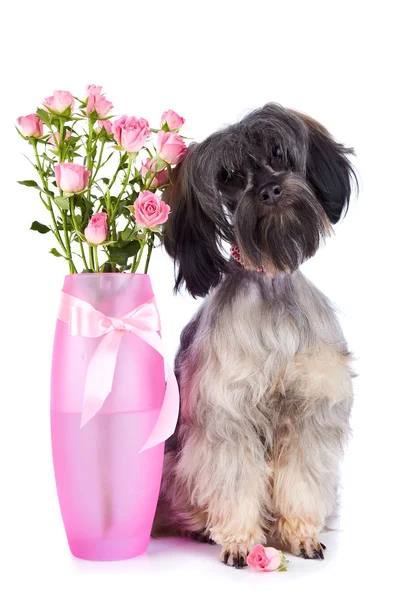 Cãozinho decorativo e rosas em um vaso. — Fotografia de Stock