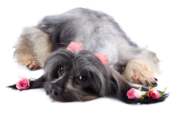 Decorative thoroughbred doggie and roses. — Stock Photo, Image