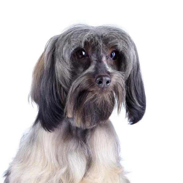 Portret van een decoratieve hond. — Stockfoto