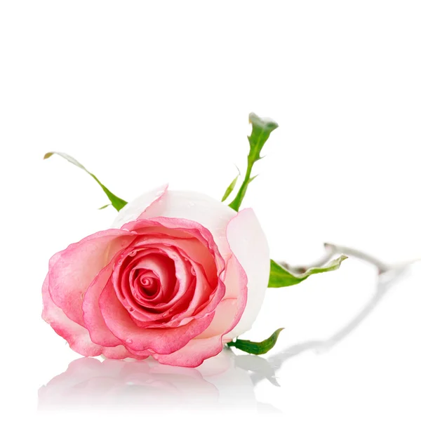 Bud of a pink rose. — Stock Photo, Image