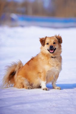 küçük neşeli kırma.