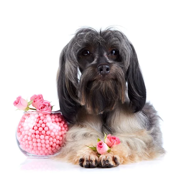 Dekorative Hündchen und Vase mit einem Perlen und Rosen — Stockfoto