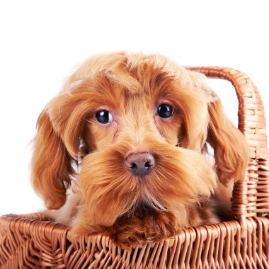 sepet içinde dekoratif bir köpeğin portresi.