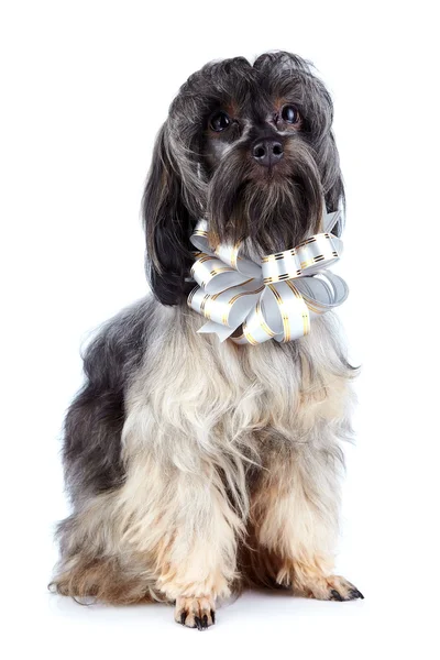 Dekoratív bozontos kutyus egy íj. — Stock Fotó