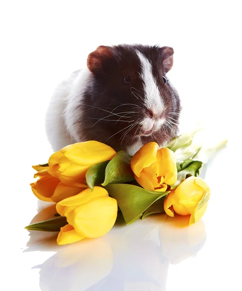 Guinea pig with tulips. — Stock Photo, Image