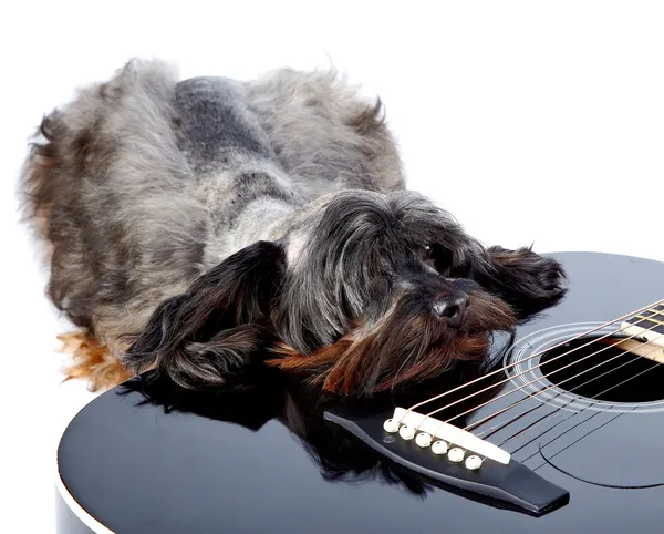 Sad doggie and guitar. — Stock Photo, Image