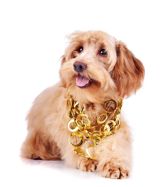 Cachorro bege decorativo em ornamento de ouro — Fotografia de Stock